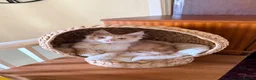 Maine Coon cats for sale: 4 month mainecoon kitten - Advert 3