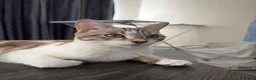 Mixed Breed cats for sale: 3 kittens for sale  - Advert 5