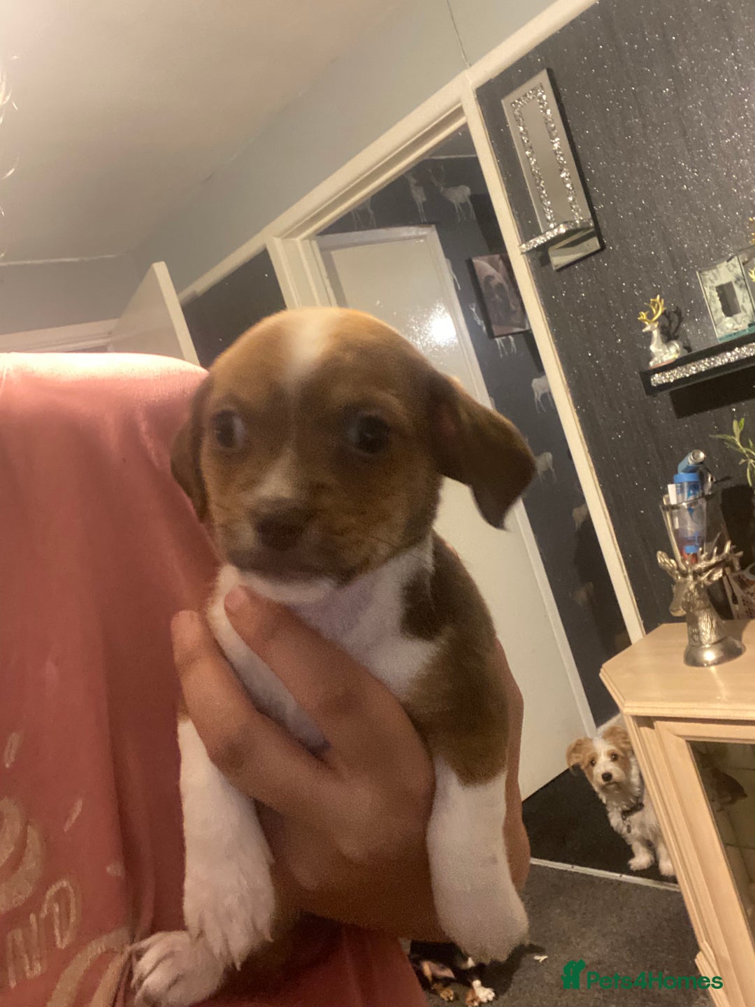 Mixed Breed dogs for sale: Jack Russell x chiweenie READY 16TH NOVEMBER £550 - Advert 1