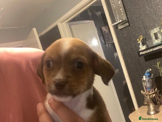 Mixed Breed dogs - Advert 18