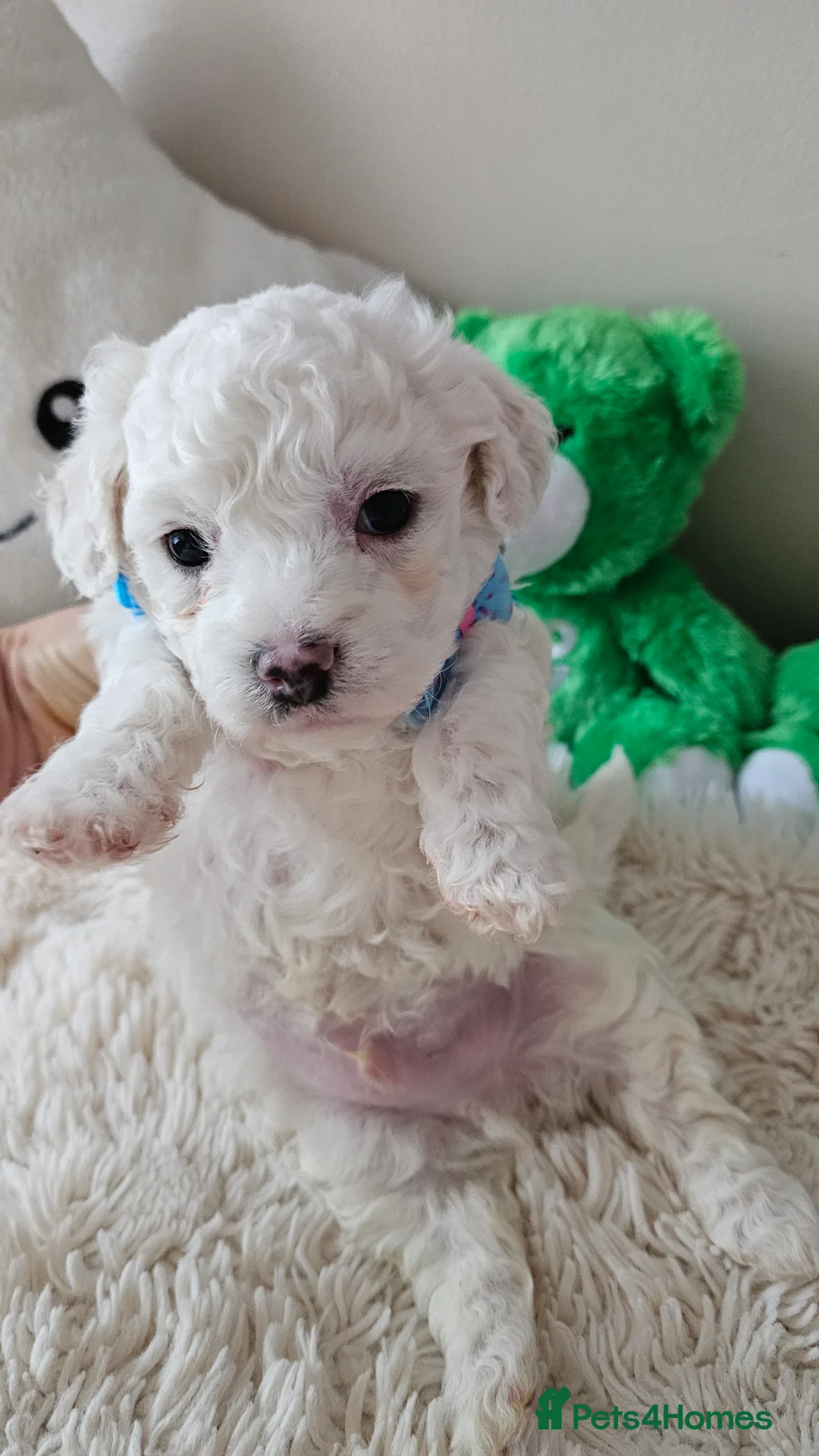 Bichon Frise dogs for sale: ♥️Fluffy Bichon Frise puppies♥️ - Advert 1