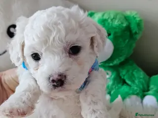 Bichon Frise dogs ♥️Fluffy Bichon Frise puppies♥️ - Advert 18