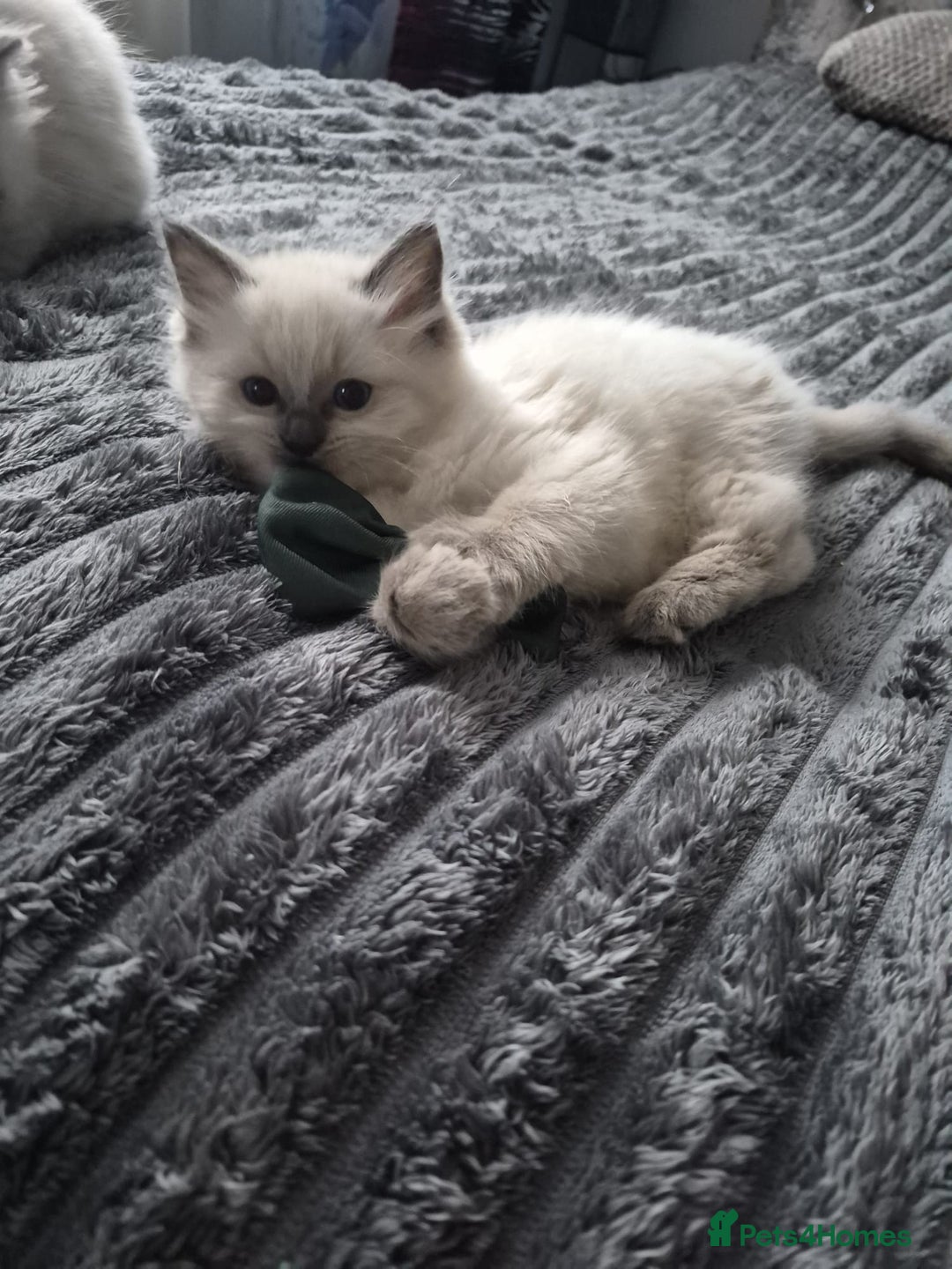 Ragdoll cats for sale: Adorable Ragdoll Kittens GCCF  Active registered  - Advert 8