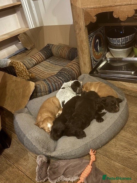 Cocker Spaniel dogs Gorgeous working cocker spaniel pups. 2 left.  - Advert 17