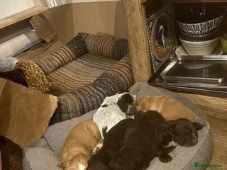 Cocker Spaniel dogs Gorgeous working cocker spaniel pups. 2 left. - Advert 17