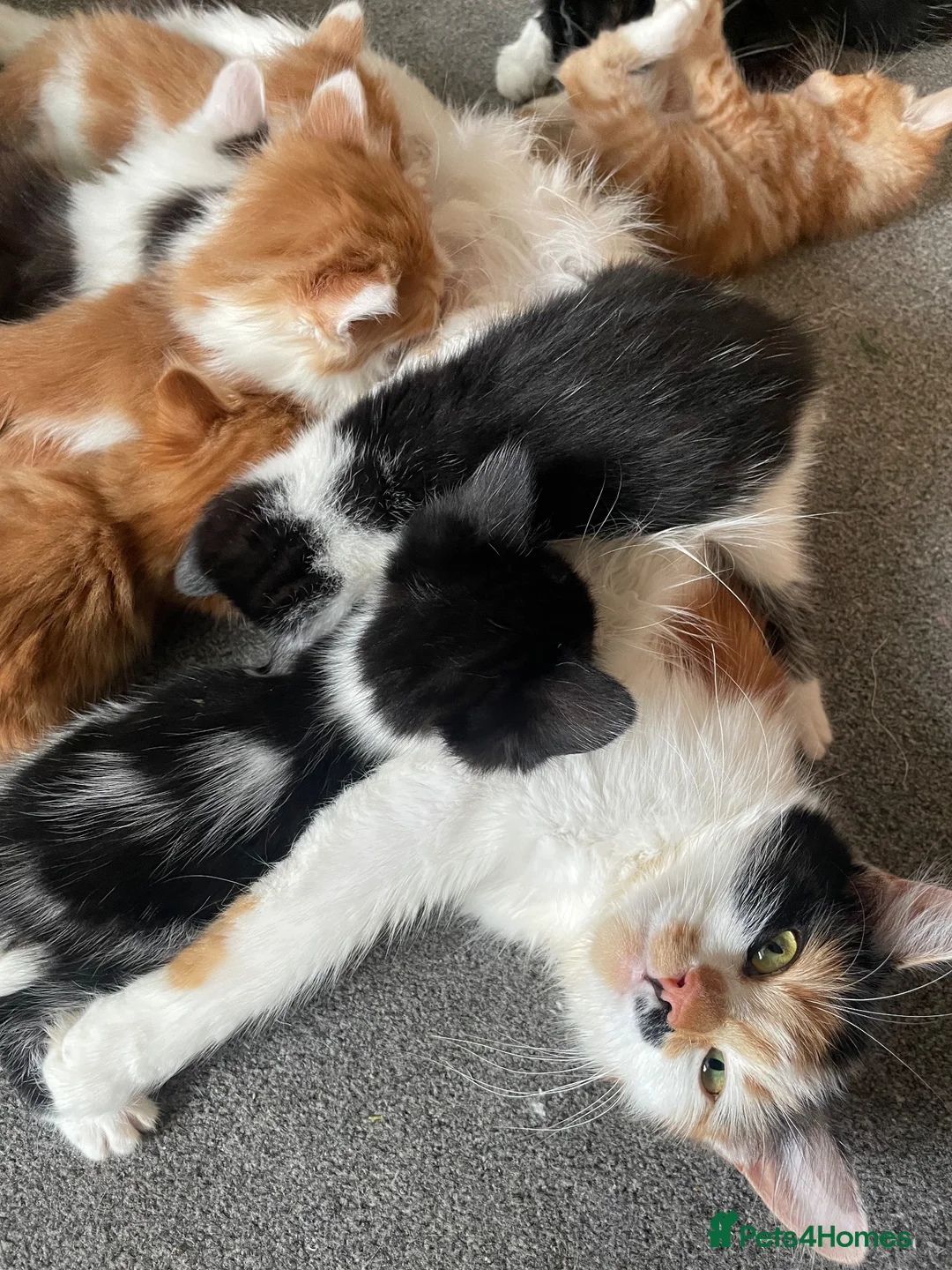 Mixed Breed cats for sale: 6 Beautiful Kittens ready to go  - Advert 1