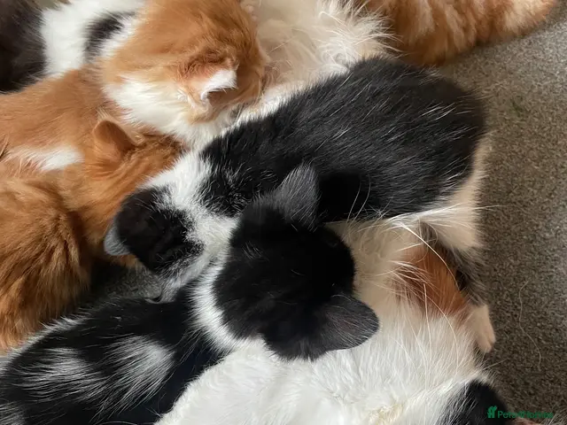 Mixed Breed cats for sale: 6 Beautiful Kittens ready to go - Advert 12