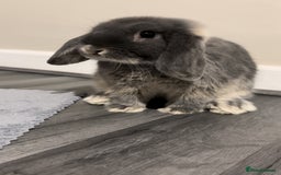 Mini Lop rabbits for sale: mini lop grey otter buck - Image 6