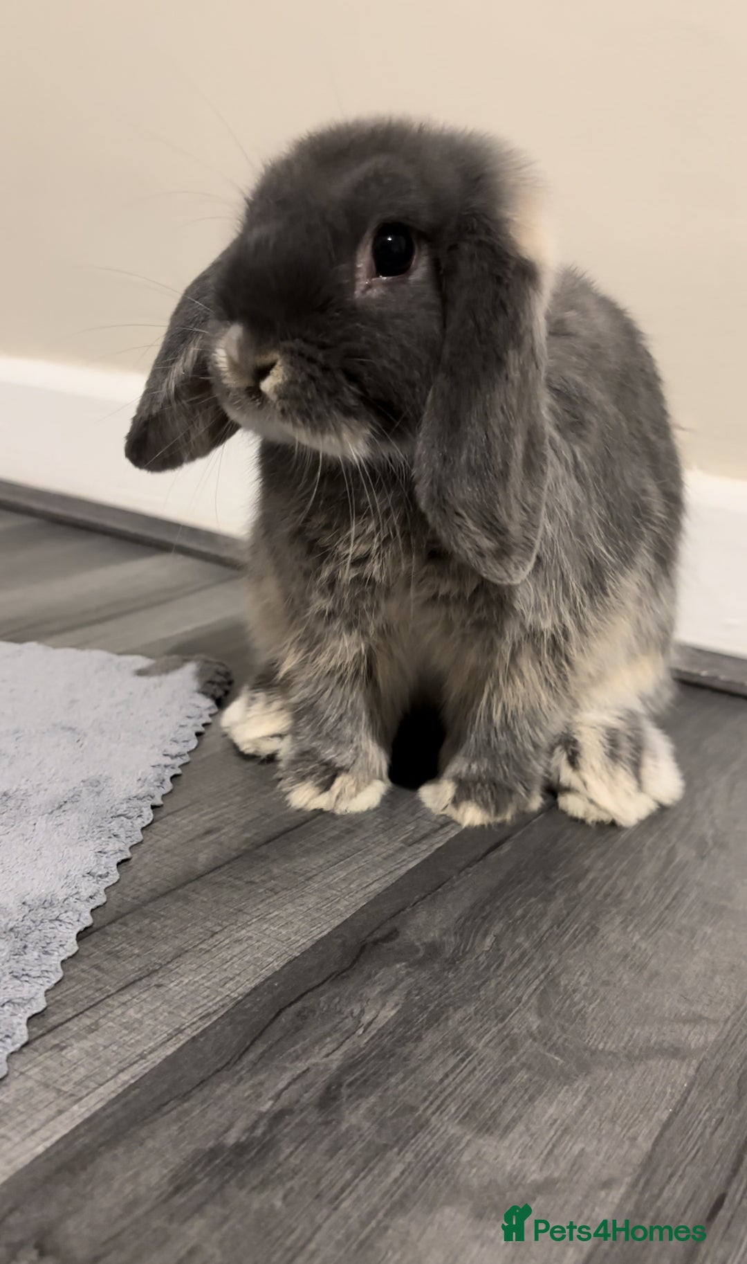 Mini Lop rabbits for sale: mini lop grey otter buck - Image 6