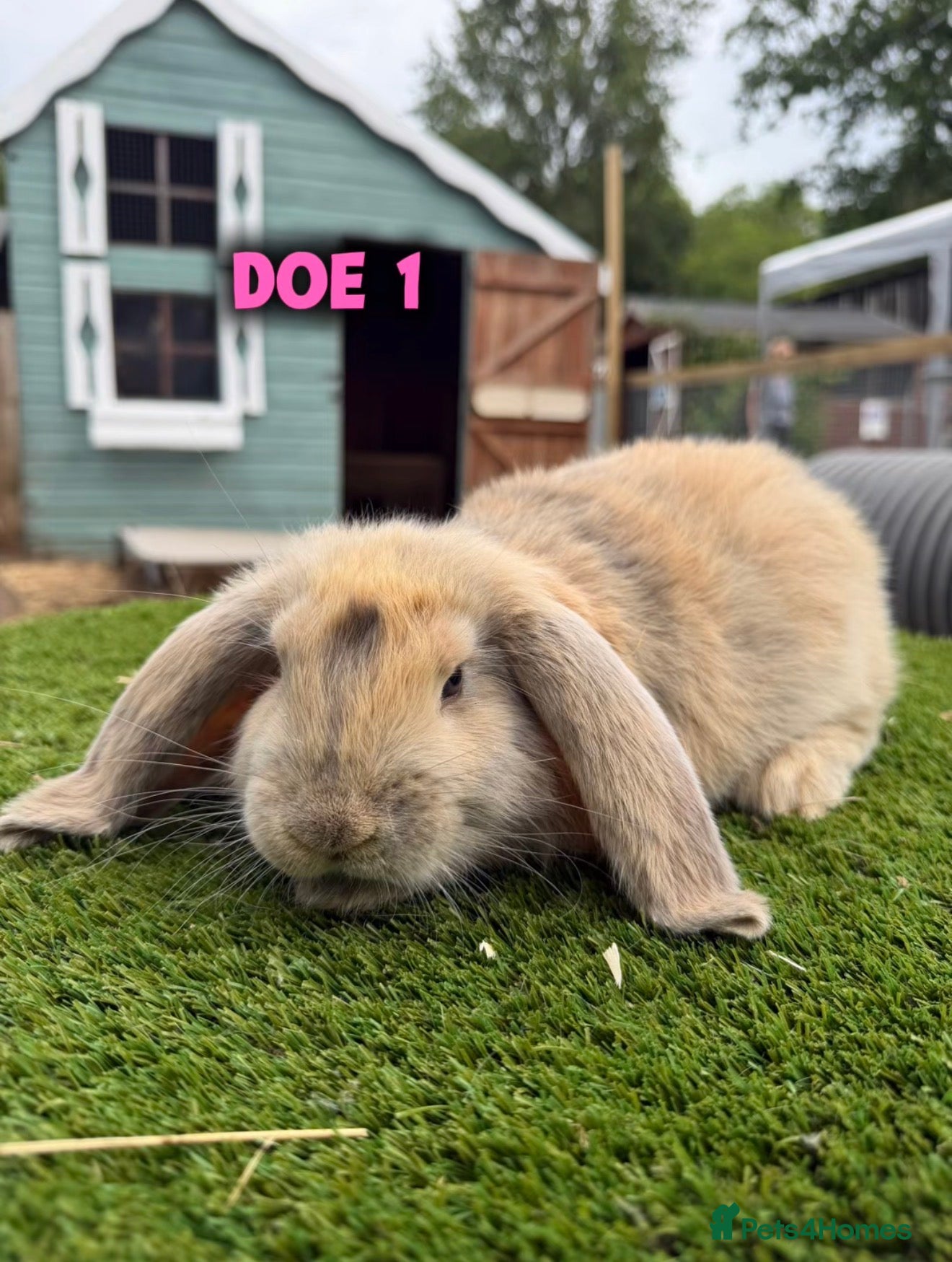 French Lop rabbits Stunning French Lop babies! - mixed litter🩷💙 - Advert 1