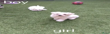 Bichon Frise 5