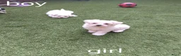 Bichon Frise dogs for sale: Bichon puppies - Advert 5