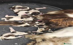 Cocker Spaniel dogs for sale: Cocker Spaniel Puppy’s  - Image 38