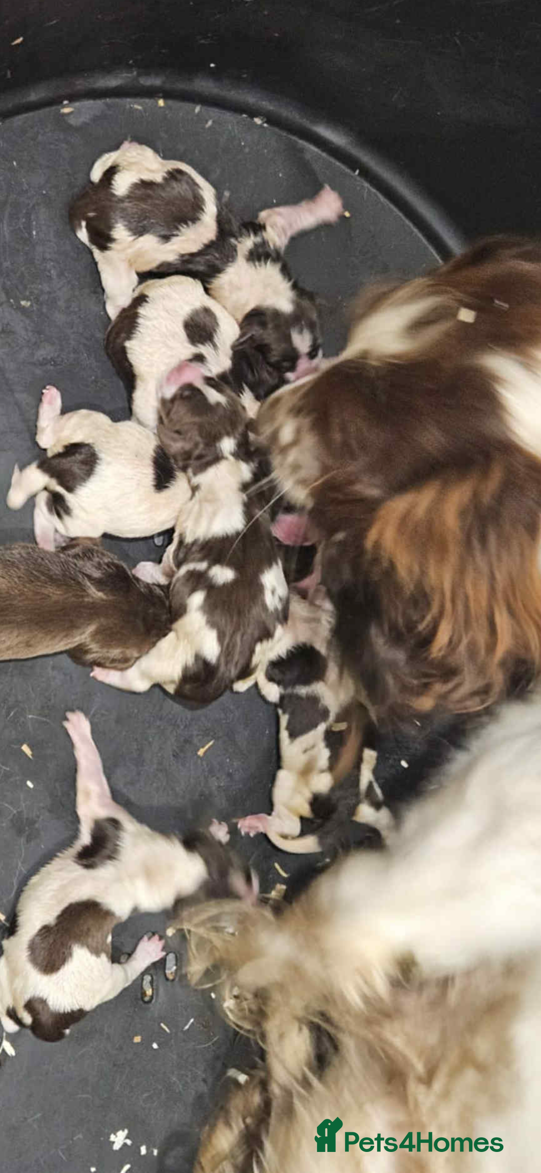 Cocker Spaniel dogs for sale: Cocker Spaniel Puppy’s  - Image 38