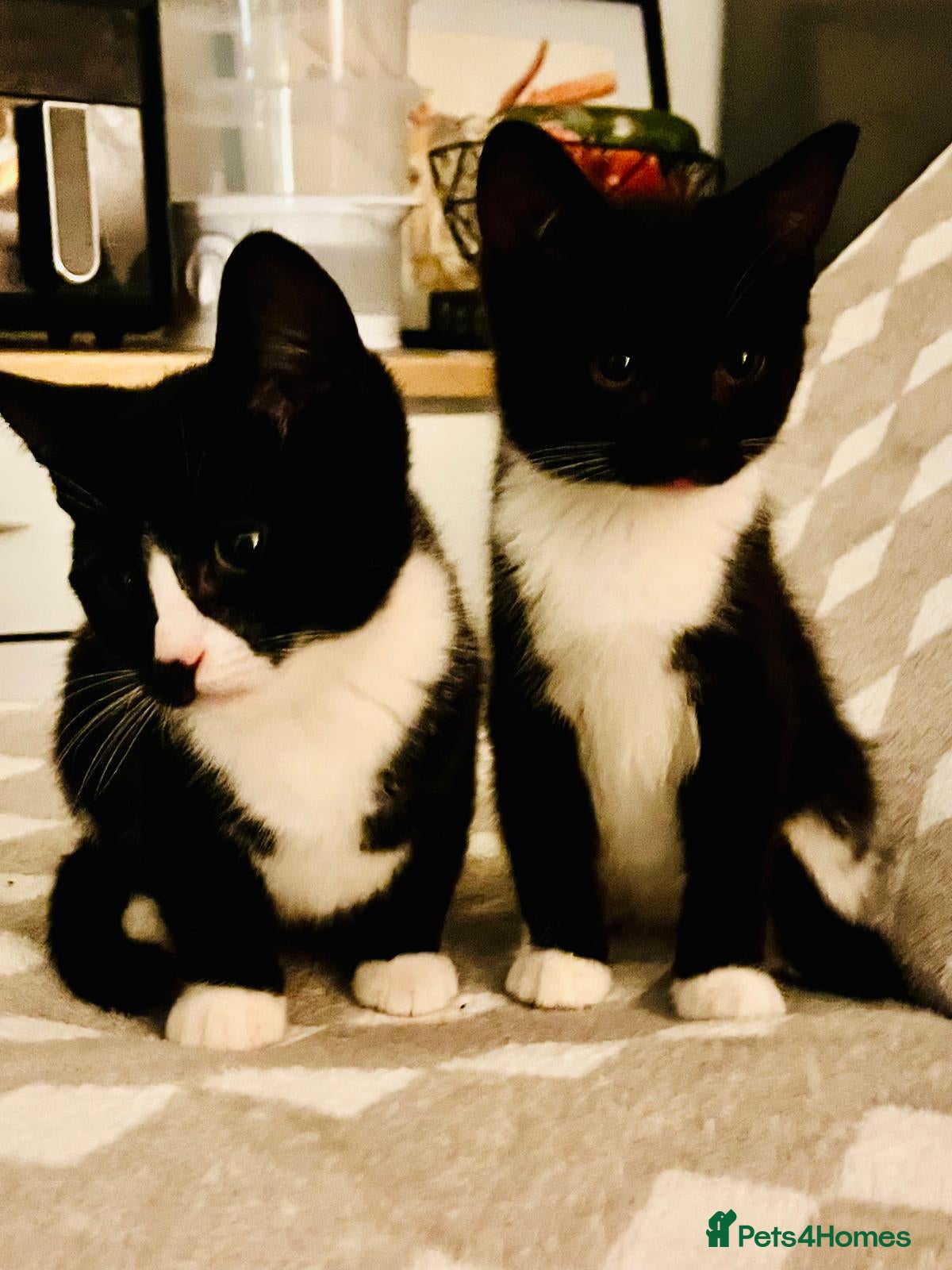 Mixed Breed cats Beautiful kitten ready to go to new home - Advert 16