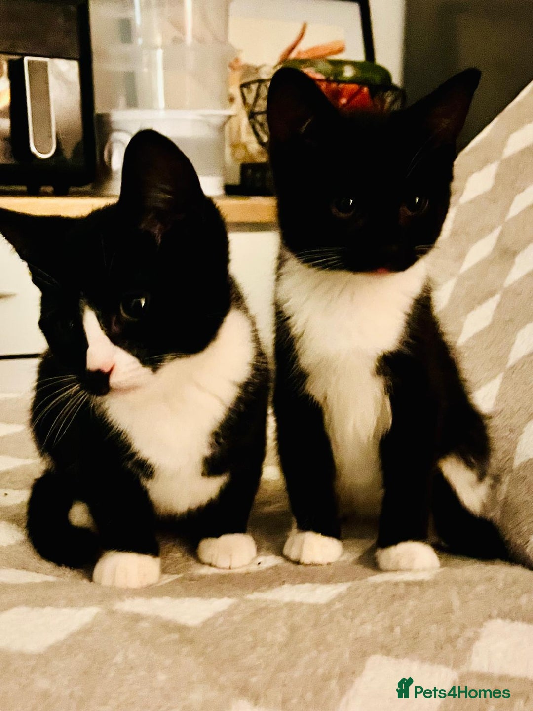 Mixed Breed cats for sale: Beautiful kitten ready to go to new home - Advert 1