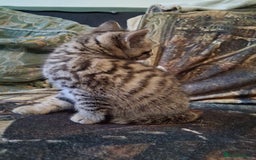 Mixed Breed cats for sale: Scottish straight cross kittens  - Image 11