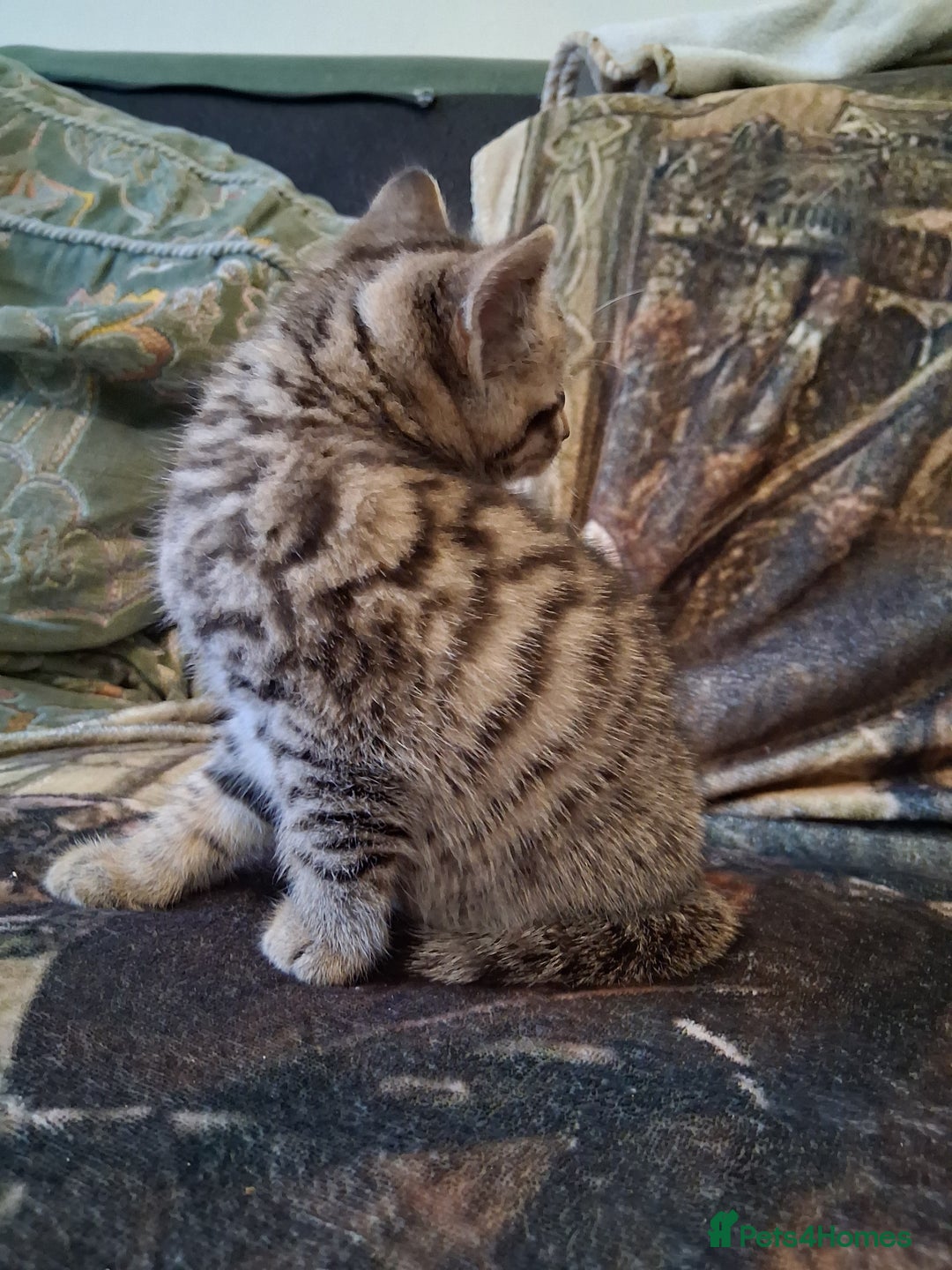 Mixed Breed cats for sale: Scottish straight cross kittens  - Image 11