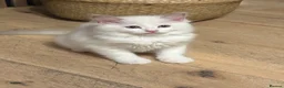 Ragdoll cats for sale: Pure ragdolls kittens  - Advert 2