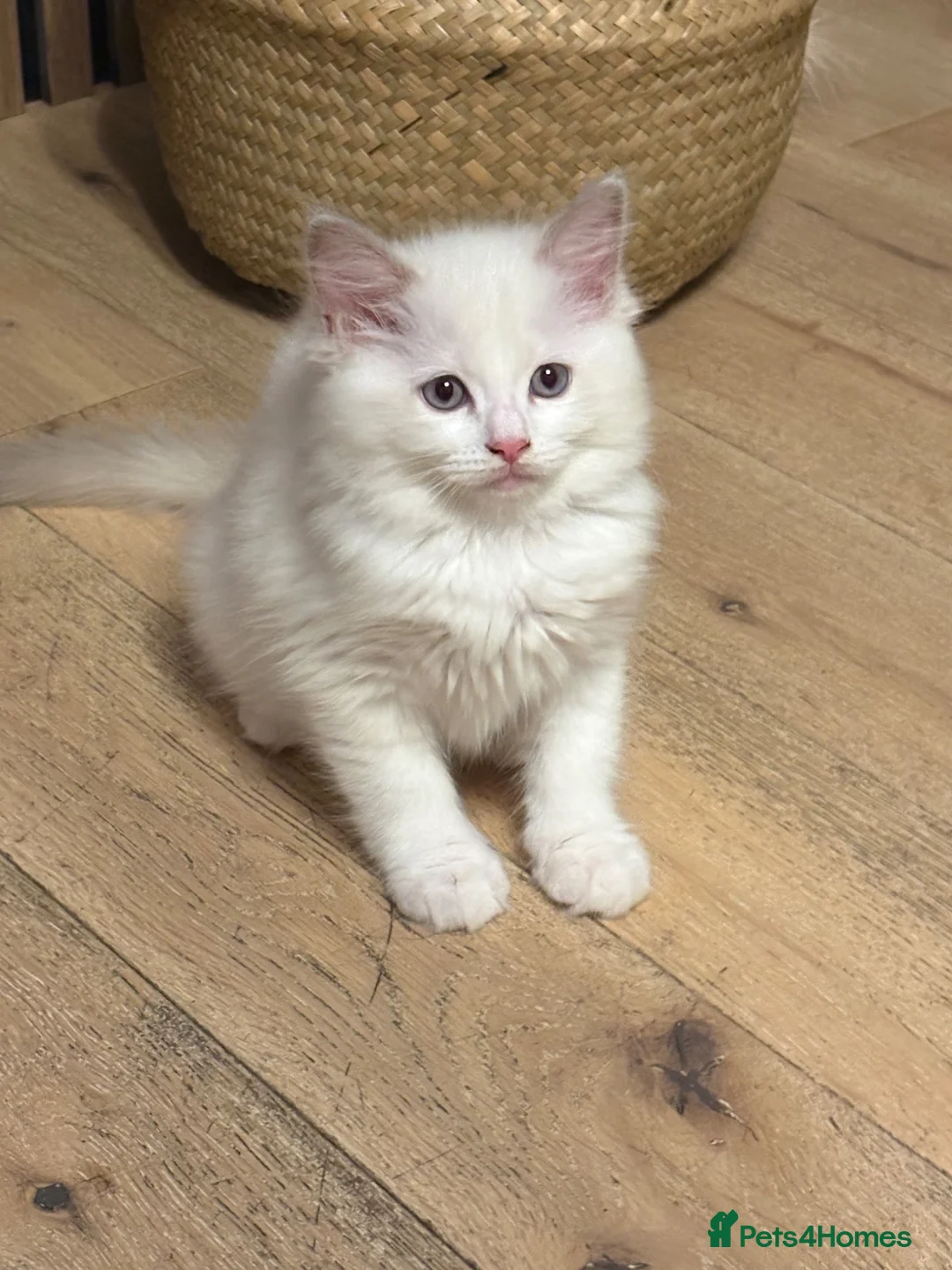 Ragdoll cats for sale: Pure ragdolls kittens  - Advert 2