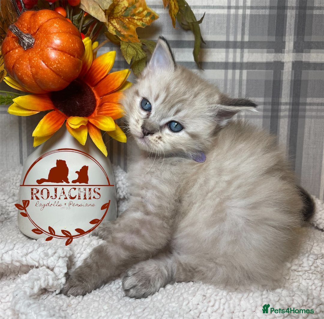 Ragdoll cats for sale: 💫Pedigree Cherubim Ragdolls💫 - Advert 5