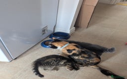 Mixed Breed cats for sale: Beautiful kittens - Image 9