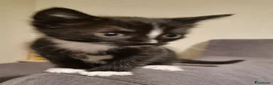 Domestic Shorthair 5