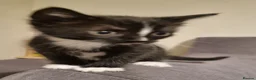 Domestic Shorthair cats for sale: Kittens for sale in Yeovil - Advert 4