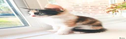 Mixed Breed cats for sale: 2 Calico Girls and 1 Ginger Male - Advert 3