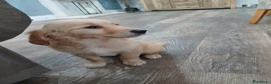 Golden Retriever 10