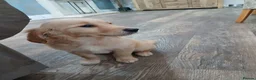 Golden Retriever dogs for sale: Ready to leave true gold colored golden retrievers - Advert 22