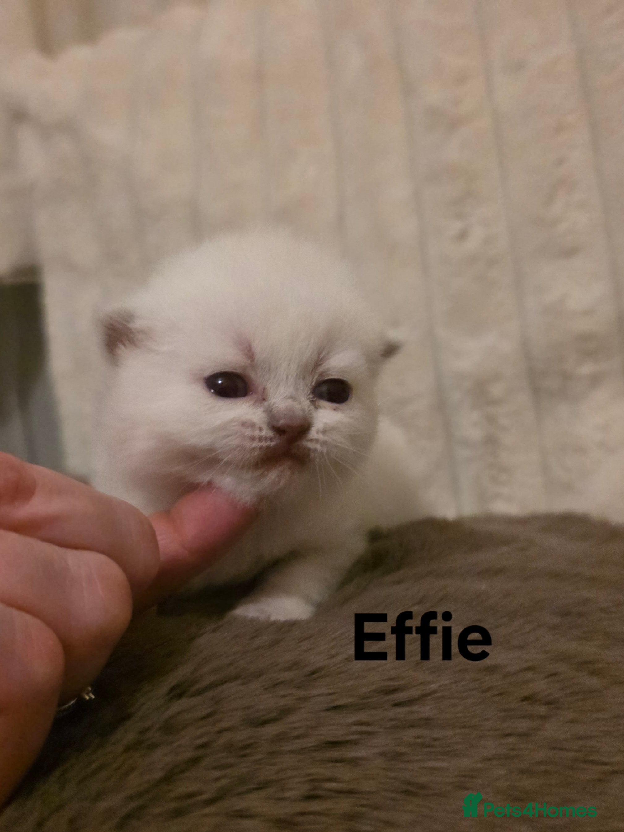 British Shorthair cats Beautiful unusual Pure British shorthair kittens - Advert 9