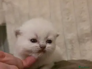 British Shorthair cats Beautiful unusual Pure British shorthair kittens - Advert 3