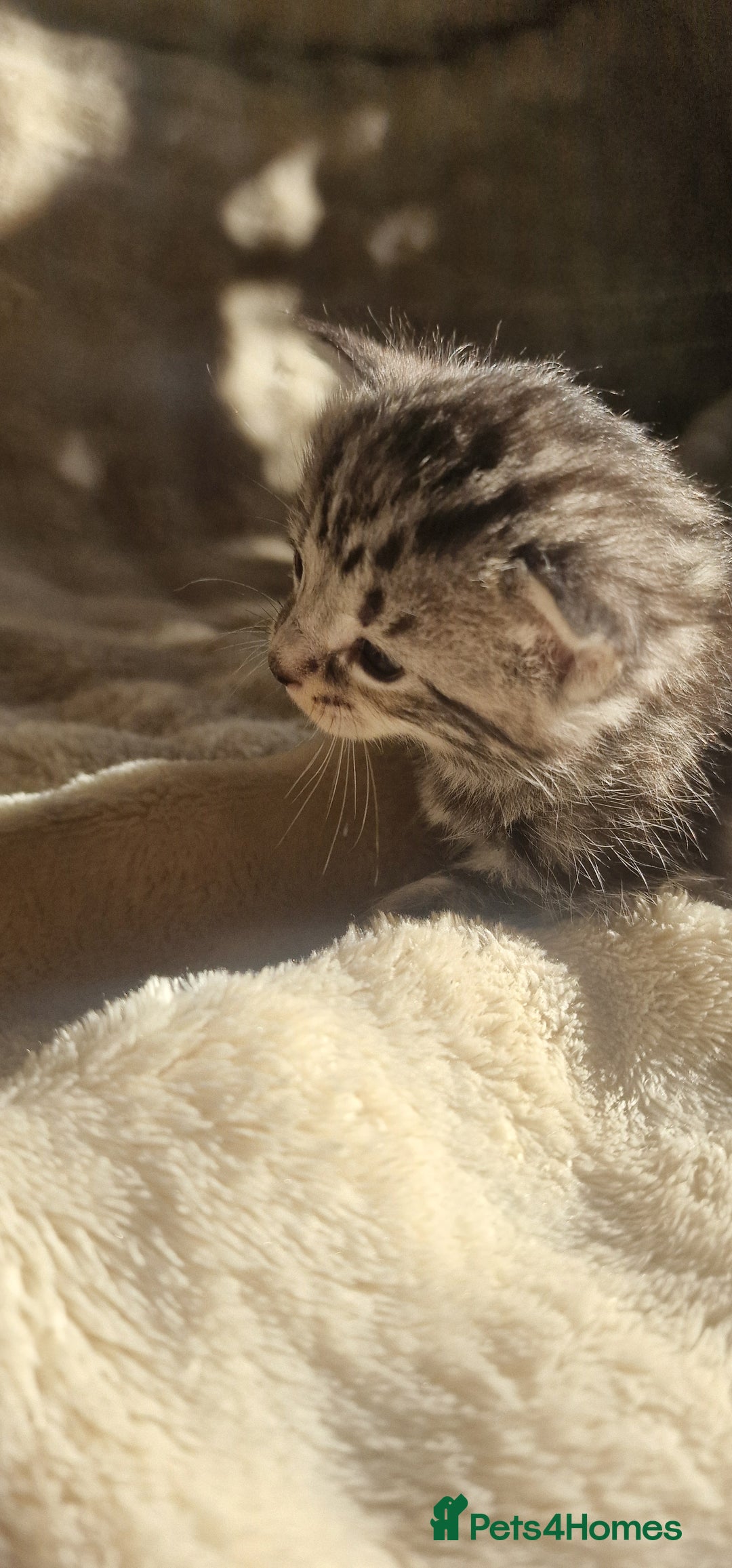 Maine Coon cats for sale: Maine Coon Kittens  - Advert 8