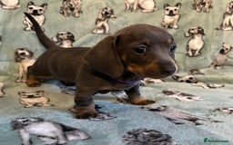 Dachshund dogs for sale: 2 beautiful little girl dachounds  - Image 1