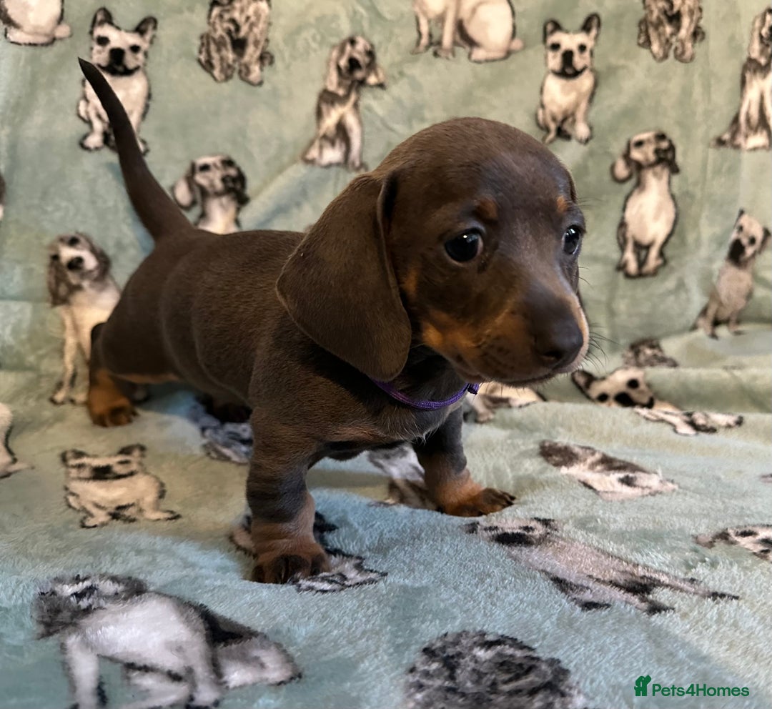 Dachshund dogs for sale: 2 beautiful little girl dachounds  - Image 1