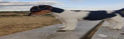 Jack Russell dogs for sale: Fast Feet, Bright Minds & Loving Hearts in Glasgow - Advert 5