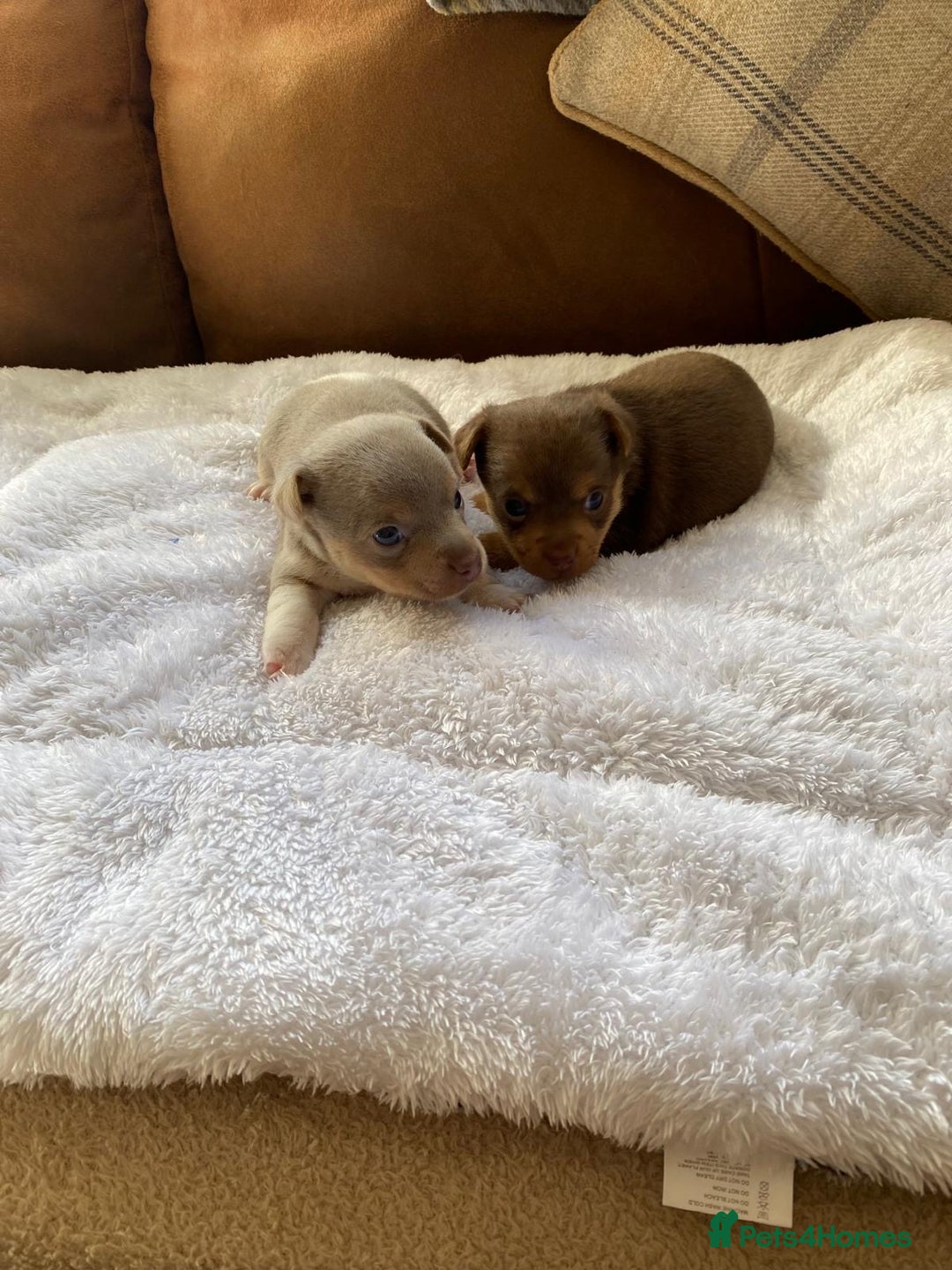 Jack Russell dogs for sale: Gorgeous Miniature Jack Russell Puppies For Sale - Image 5