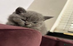 British Shorthair cats for sale: pedigree GCCF kittens available in 2 weeks time! - Image 28