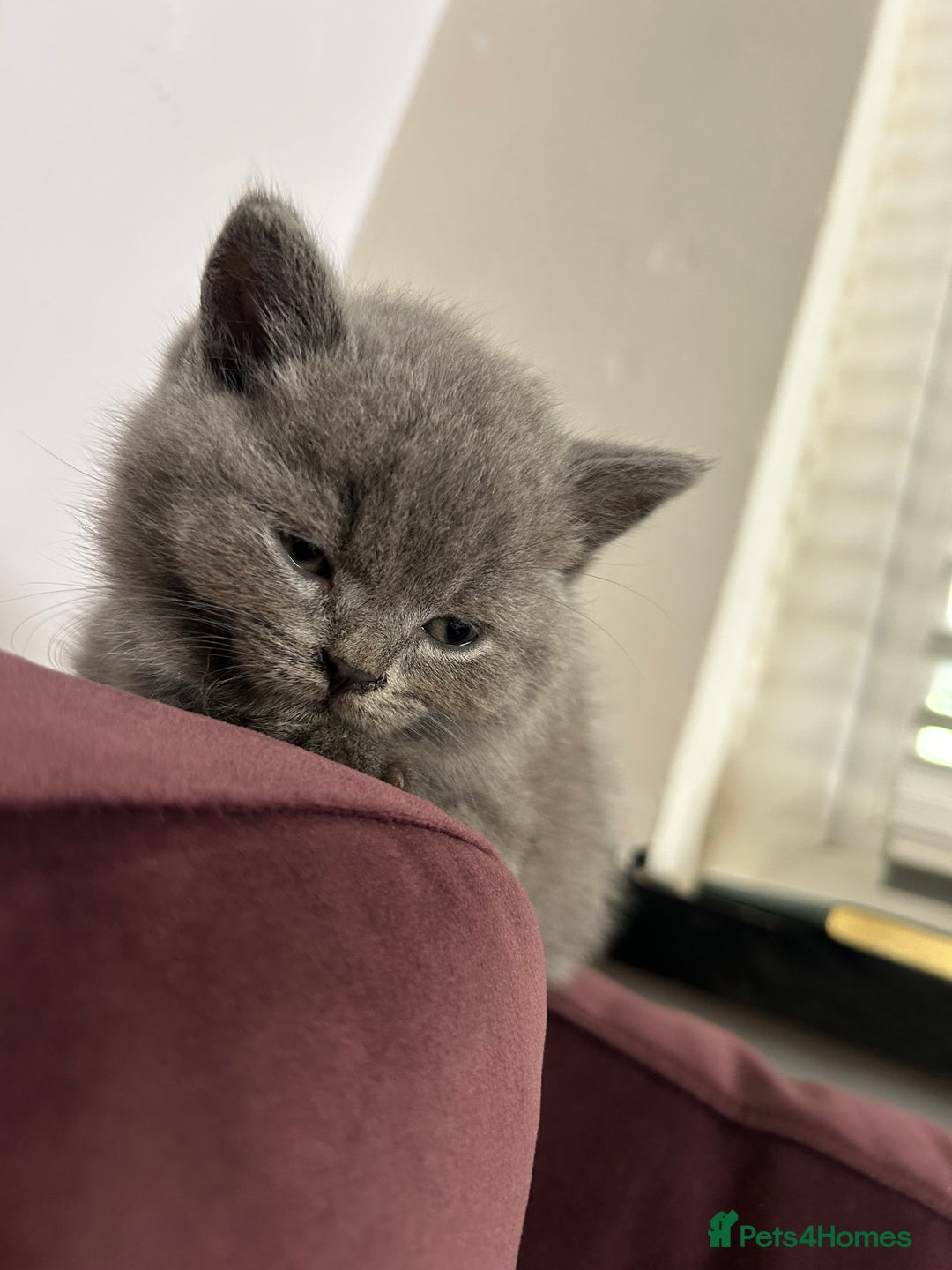 British Shorthair cats for sale: pedigree GCCF kittens available in 2 weeks time! - Image 28