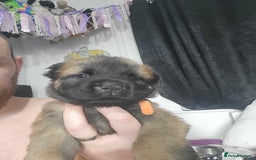 Mixed Breed dogs for sale: Belgian Malinois X Shar-pei puppies  - Image 27
