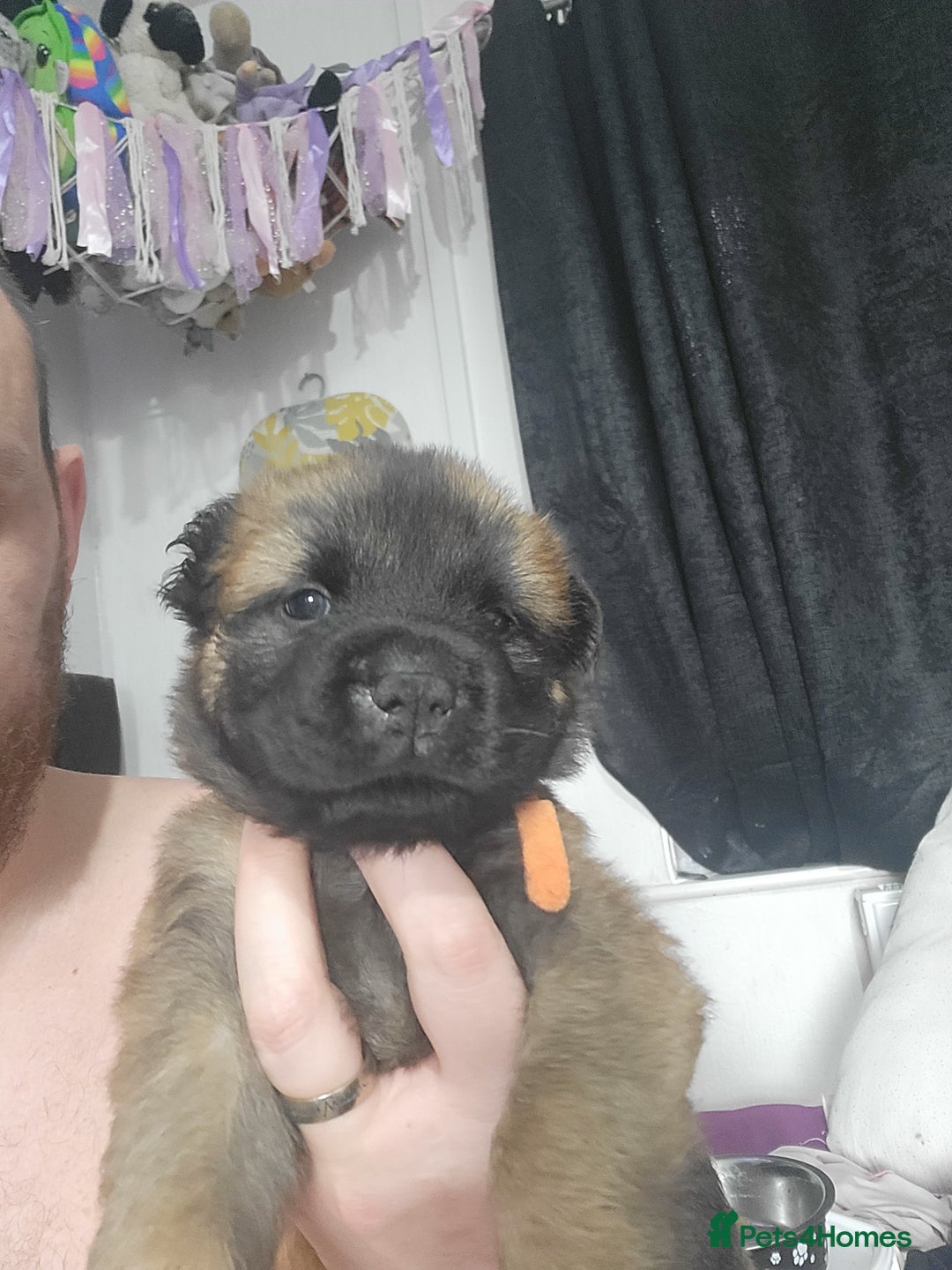 Mixed Breed dogs for sale: Belgian Malinois X Shar-pei puppies  - Image 27