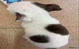 Chihuahua dogs for sale: Last 2 Chihuahua pups - Image 2
