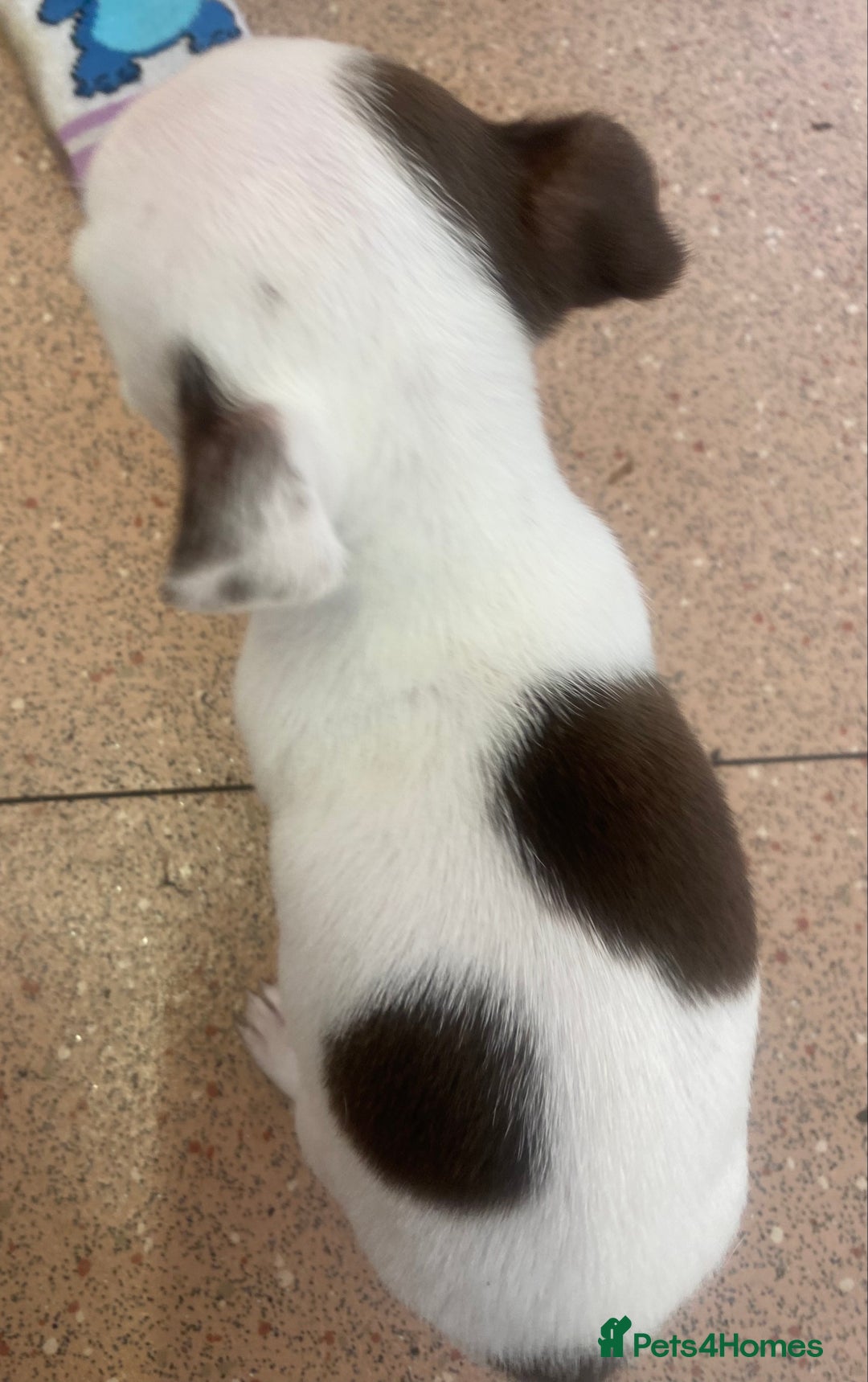 Chihuahua dogs for sale: Last 2 Chihuahua pups - Image 2