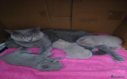 British Shorthair cats for sale: Tica registered British shorthair, ready now! - Image 6