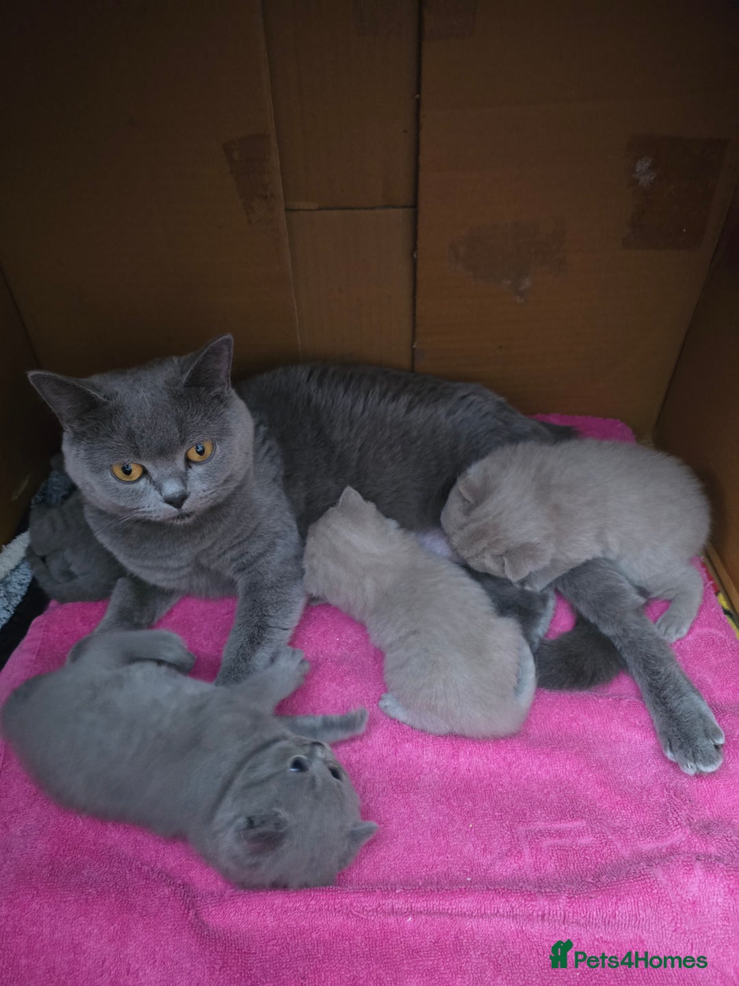 British Shorthair cats for sale: Tica registered British shorthair, ready now! - Image 6