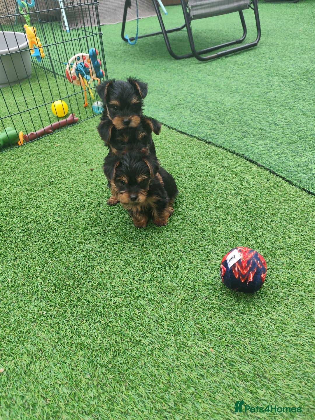 Yorkshire Terrier dogs for sale: Beautiful Mini Yorkshire Terrier puppies - Image 7