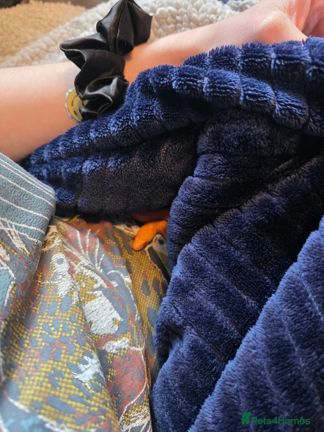 Corn Snake reptiles for sale: Pete- the Fire Stripe Cornsnake  in Nottingham - Advert 20