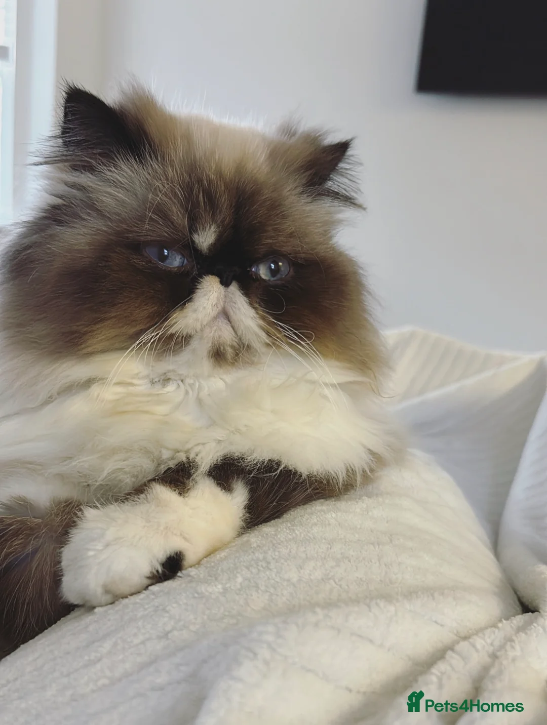 Exotic cats for sale: 1 female exotic  in Salisbury - Advert 1