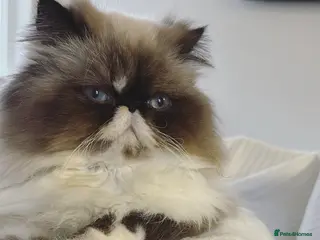 Exotic cats 1 female exotic - Advert 15